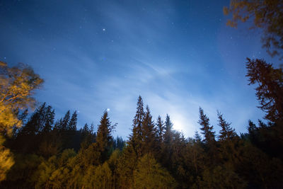 Low angle view of trees in forest against sky at night