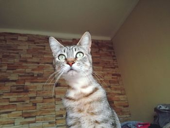 Portrait of cat sitting on wall at home