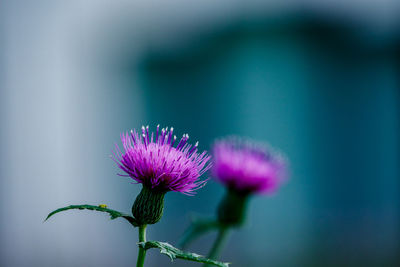 flowering plant