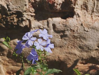 Close-up of flowers blooming outdoors