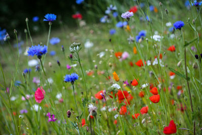 Close-up of purple flowering plants on field