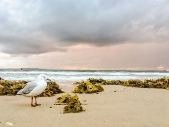 Bird perching on beach against sky