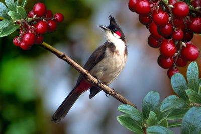 Close-up of bird perching on tree