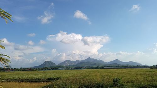 Scenic view of field against sky