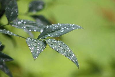 Close-up of water drops on leaves