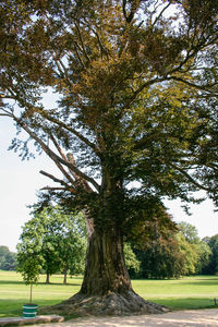 Low angle view of trees against sky