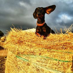 Dog sitting on hay bale