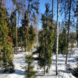 Trees in forest