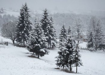 Trees on snow covered field