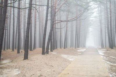 Trees in forest during foggy winter 