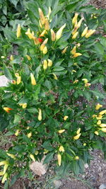 Close-up of berries on plant