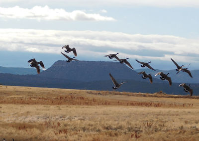 Birds flying over field against sky