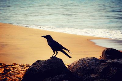 High angle view of crows on rocks at beach