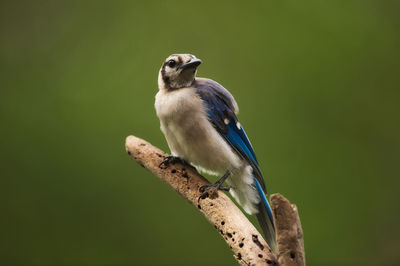 Close-up of bird perching on branch