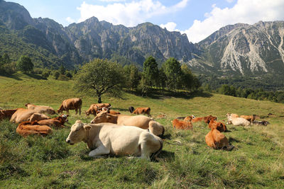 Cows grazing on field against mountains