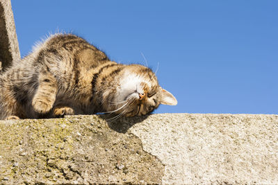 Close-up of a cat against the sky