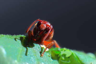 Close-up of insect