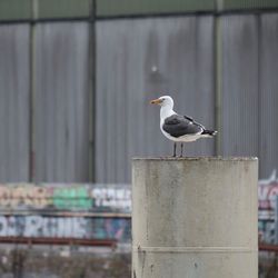 Seagull perching on wooden post against wall