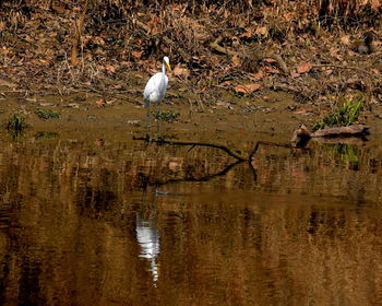 Birds perching on lake