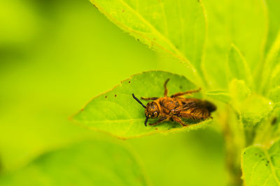 Close-up of insect on leaf