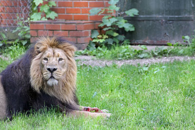 Majestic lion with meat on grassy field at chester zoo