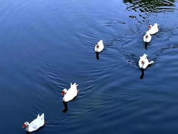 High angle view of swans swimming in lake