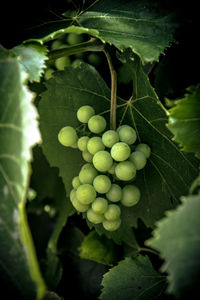 Close-up of grapes in vineyard