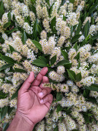 High angle view of person hand on flowering plant