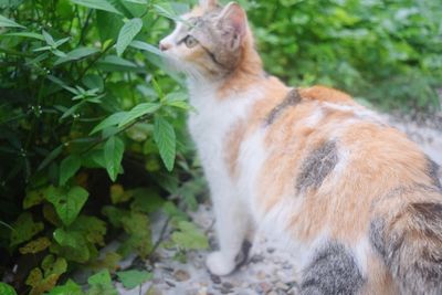 Cat sitting on a plant