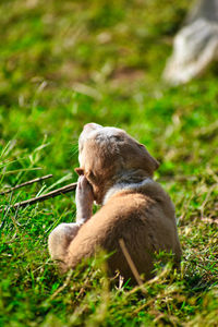 Monkey sitting on a field