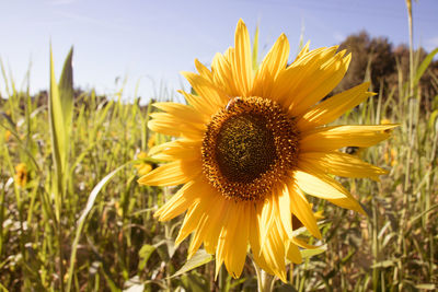 Close-up of sunflower