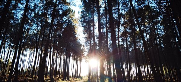 Low angle view of sunlight streaming through trees in forest