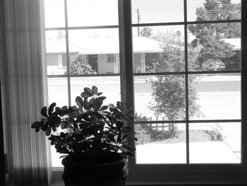 Potted plants on window sill