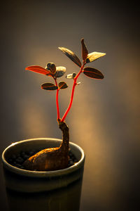 Close-up of red flower in pot