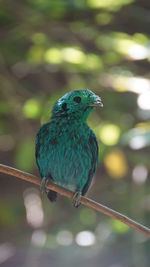 Close-up of bird perching on leaf