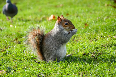 Squirrel on field