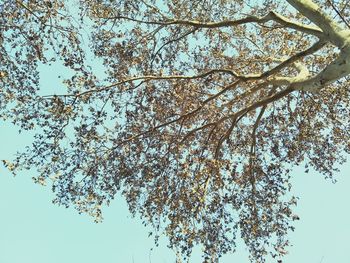 Low angle view of tree