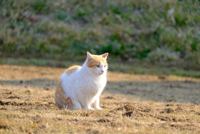 High angle view of cat on grassy field