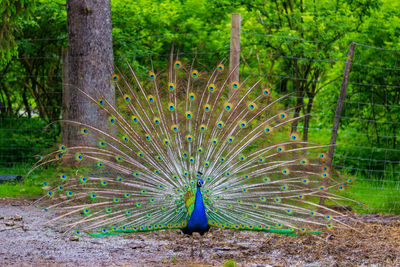 Peacock with fanned out feathers on field