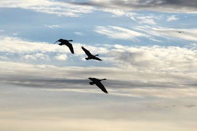 Low angle view of seagulls flying against sky