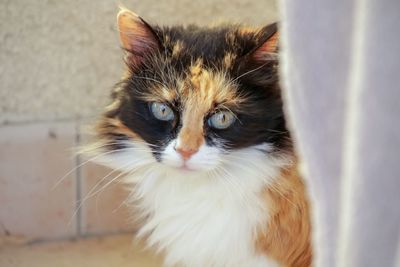 Close-up portrait of cat