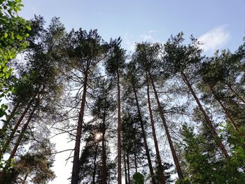 Low angle view of trees against sky