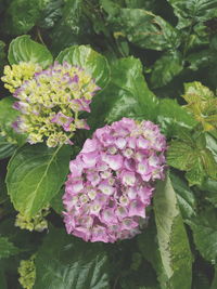 Close-up of pink flowers