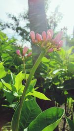 Close-up of flowers blooming outdoors