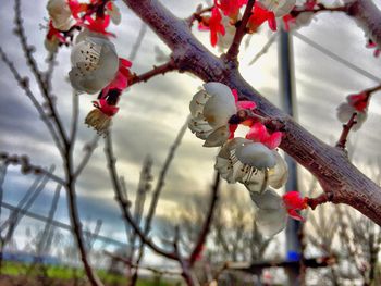 Close-up of red blossom on tree