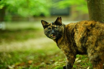 A tortoiseshell cat standing in japanese garden at fresh green season