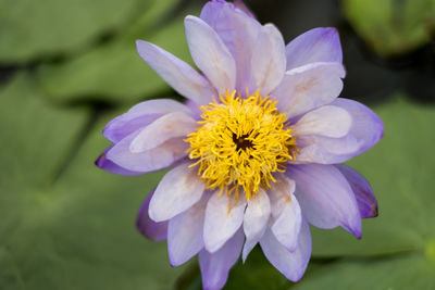 Close-up of purple flower