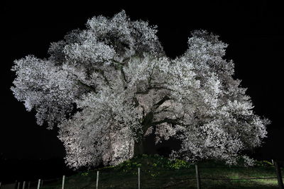 Cherry blossom tree at night