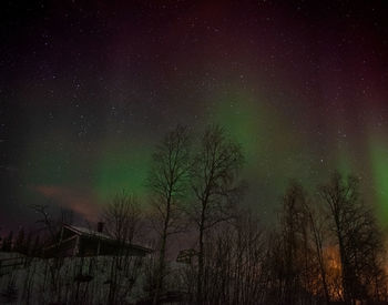 Low angle view of trees against sky at night with  northern lights