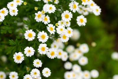 Close-up of white daisy flowers